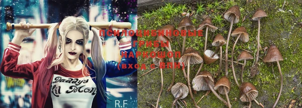 PSILOCYBIN Горнозаводск