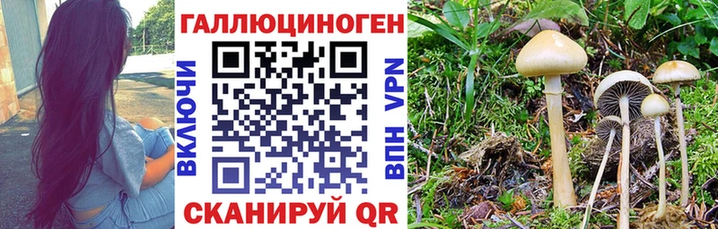 Купить  Балахна  Псилоцибиновые грибы Psilocybe 